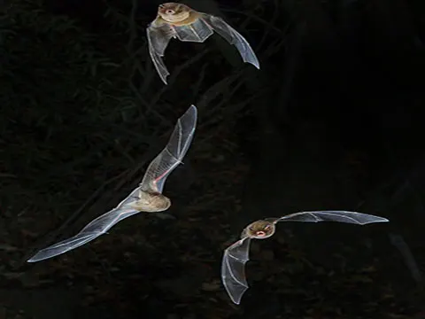 using a white bat imagery in an elegy for someone who has passed - THE WHITE BAT<br>by Lynn Finger