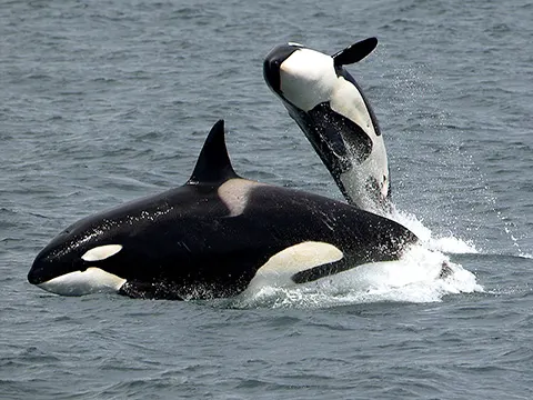 imagery of a whale birthing a calf and music - MUSIC FROM BIG PINK<br>by Lisa Periale Martin