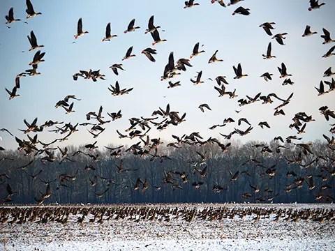 imagery of a migration of birds - JOURNEY<br>by Eve Linn
