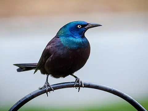 Perched Common Grackle - Afterimage by Jane Ann Fuller