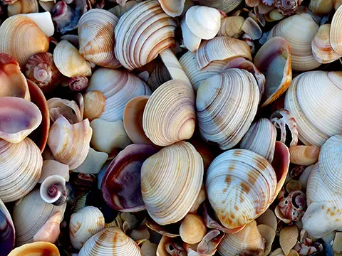 shells - Barnacles by Eric Arthur Mecklenburg