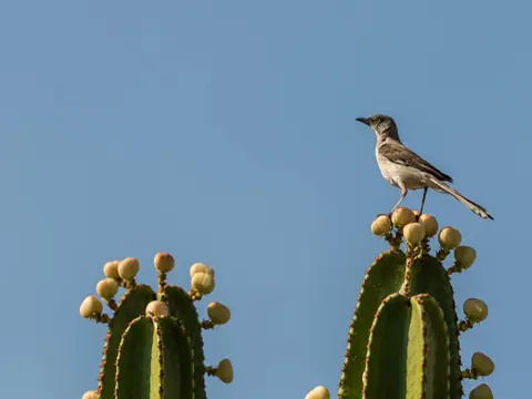 Western mockingbird on cactus - Holy Week by Pamela Uschuk