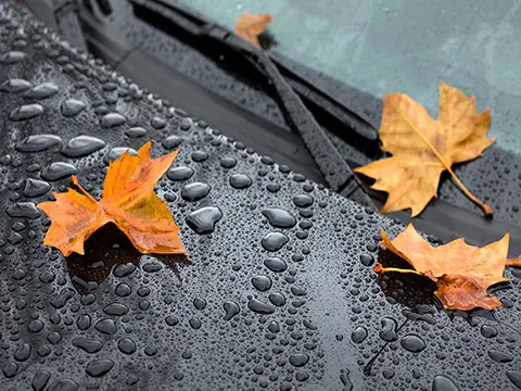 an autumn scene and rain - AUTUMN LEAF, YELLOW RAINCOAT<br>by Ann Fisher-Wirth
